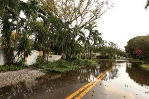 Flooded streets after hurricane. Trees down in the roadway