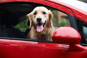 A golden retriever with his head ouf of the window of a red car. Letting pets roam freely in a car can be dangerous not only for the pet, but also the occupants of the car.