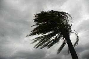 Palm Tree Swaying in Tropical Storm