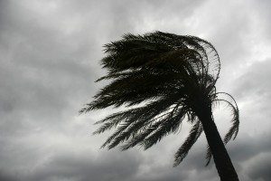 A swaying palm in a storm. Here are hurricane preparation tips for homeowners.
