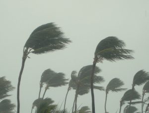 Palm Trees swaying in a tropical storm