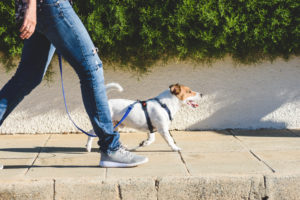 Person walking a dog on sidewalk