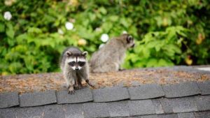 A solo racoon on the roof of a home